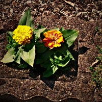 Летние этюды 45 :: Алексей Кузнецов