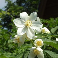 Жасмин :: Freddy 97