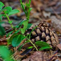 ..... :: Руслан 