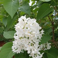 Ветка сирени :: Виктор 