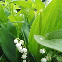 Ландыши, ландыши... :: Виктор 