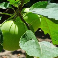 Солнце в зените :: Наталья Солнце в зените :: Наталья