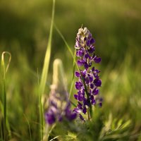 На вечерней полянке :: Валерий VRN