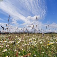 на лугу :: Ольга на лугу :: Ольга