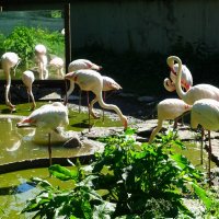 Фламинго :: Aida10 