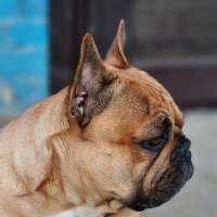 Арчи :: Валерий Ткаченко