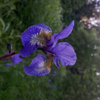 Ирис :: Сапсан Ирис :: Сапсан