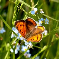 и снова бабочки 7 :: Александр Прокудин