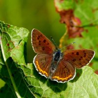 и снова бабочки 9 :: Александр Прокудин