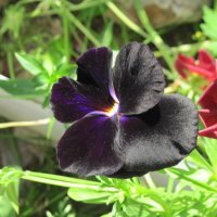 ! :: Маера Урусова