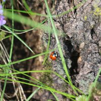 *** :: Наталья Герасимова