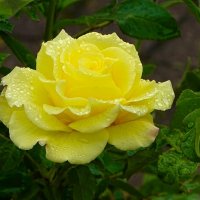 Жёлтая красавица. :: Милешкин Владимир Алексеевич Жёлтая красавица. :: Милешкин Владимир Алексеевич