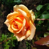 * * * :: Андрей Лукьянов