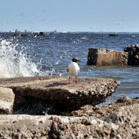Балтийская чайка :: Игорь Корф