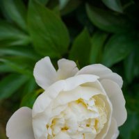 В ботаническом саду :: Ольга 