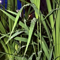 Жемчуга) :: Любовь 