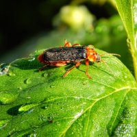 По утренней росе! :: Елена Хайдукова  ( Elena Fly )