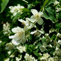 Чубушник :: Veera V