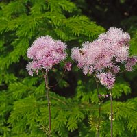 Июнь...Цветет у храма пышноцвет! :: Владимир 