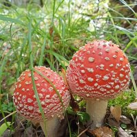 Парочка мухоморов :: Ирина *