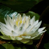 Белая лилия :: Валентин Семчишин