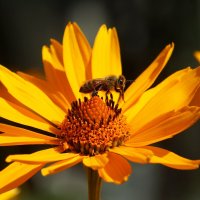 Цветок и пчёлка :: Юрий. Шмаков