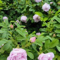 В розовом цвете. :: Ольга 