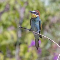 щурки :: юрий макаров