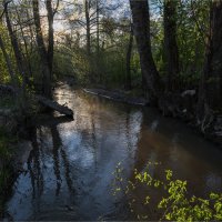 Пять тополей :: **** vedin