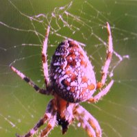 Крестовик :: Людмила Смородинская