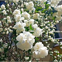 Жасмин. :: Валерия Комова