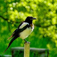 Дружелюбная оказалась особа... :: Галина Кан