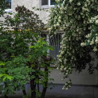 Природа в Городе :: юрий поляков