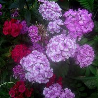 Гвоздики :: Елена Семигина