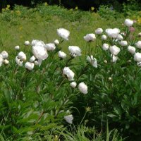 Пионы :: Рита Симонова Пионы :: Рита Симонова