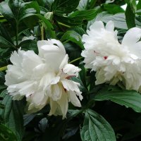 Пионы :: Рита Симонова Пионы :: Рита Симонова