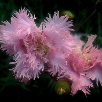 Гвоздика :: Елена Семигина