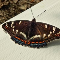 Редкая гостья :: Александр Ковальчук