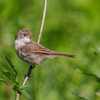 Серая славка :: Sergey38 