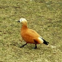 Огарь :: Нина 