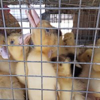 На ярмарке :: Pippa 