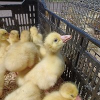 На ярмарке :: Pippa 