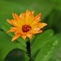 Календула :: Светлана 