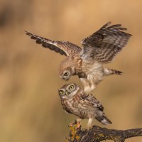 *** :: Евгений Фруман *** :: Евгений Фруман