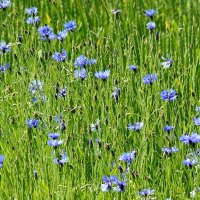 ***** :: ИННА ПОРОХОВА