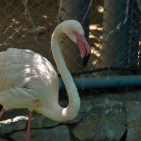 Зоопарк  Хайфа   ,06,2025 год :: ujgcvbif 