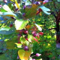 Лето. Этюд. :: Ольга Довженко