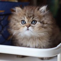 Лапуля. :: Оля Богданович