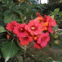 Кампсис зацвел :: Наталья 