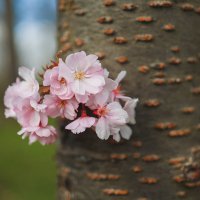 Цветение сквозь кору :: Yana Ryz